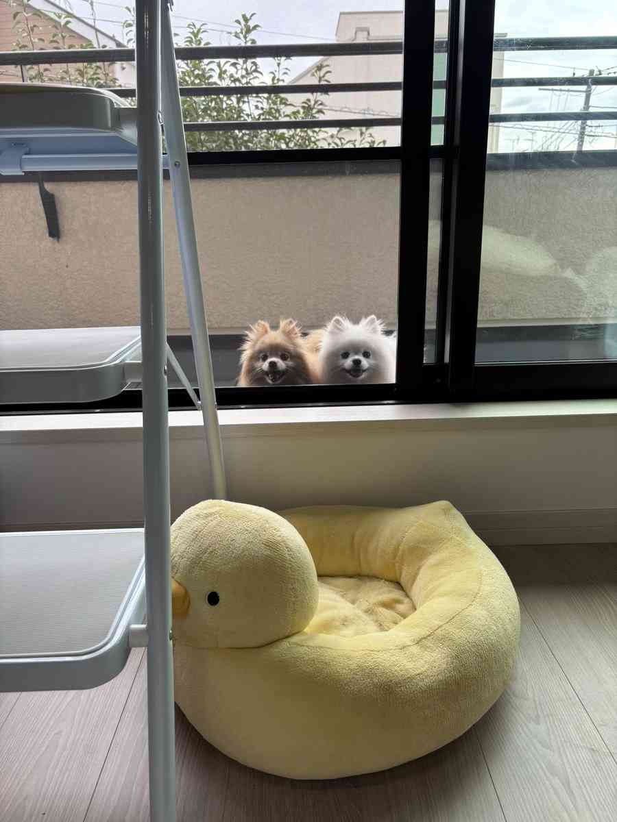 引っ越し作業中にベランダに出された犬2匹。予想外の表情に「どういうことや」「出されたのに」の声