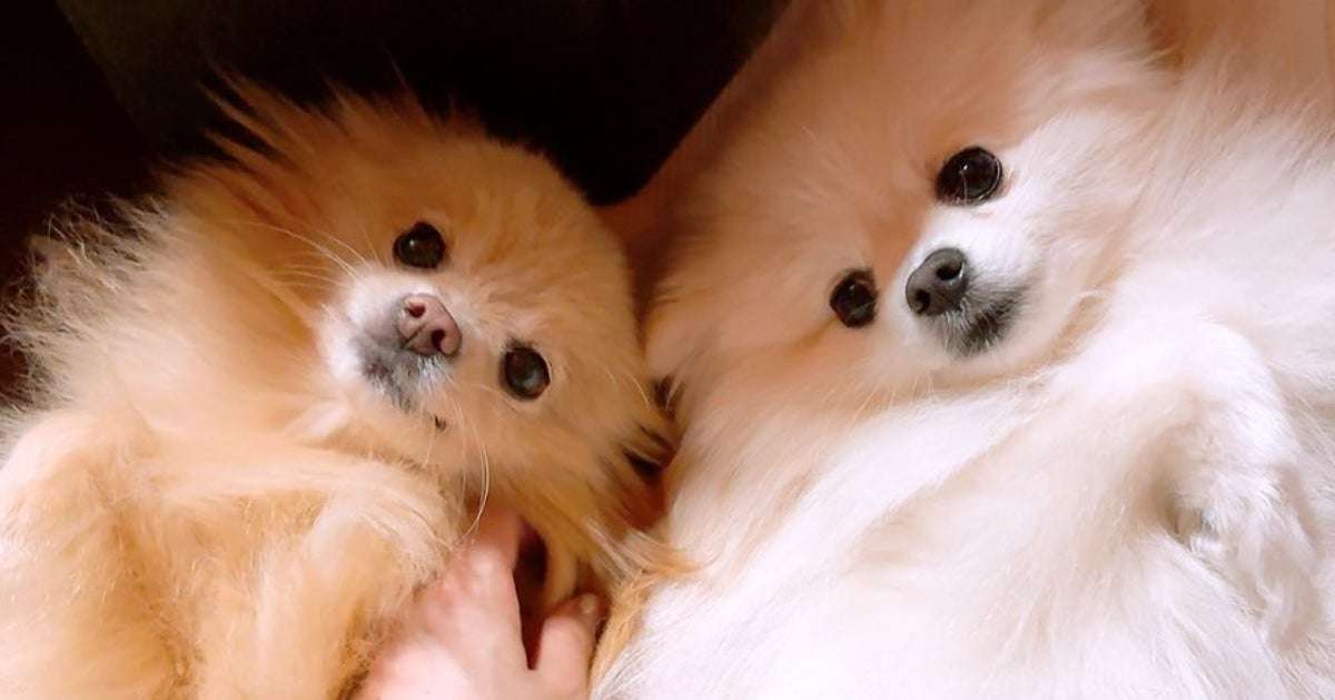 引っ越し作業中にベランダに出された犬2匹。予想外の表情に「どういうことや」「出されたのに」の声 | ハフポスト LIFE