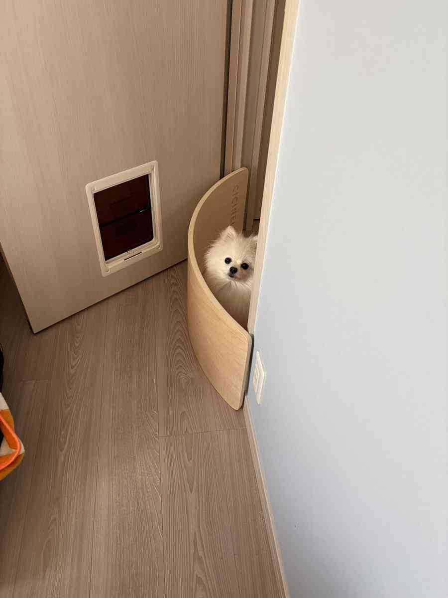 引っ越し作業中にベランダに出された犬2匹。予想外の表情に「どういうことや」「出されたのに」の声