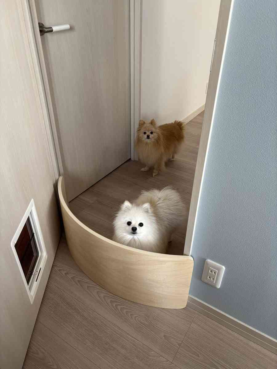 引っ越し作業中にベランダに出された犬2匹。予想外の表情に「どういうことや」「出されたのに」の声
