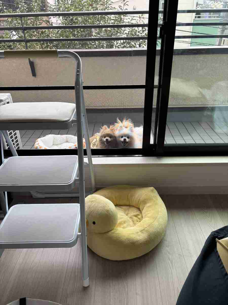 引っ越し作業中にベランダに出された犬2匹。予想外の表情に「どういうことや」「出されたのに」の声