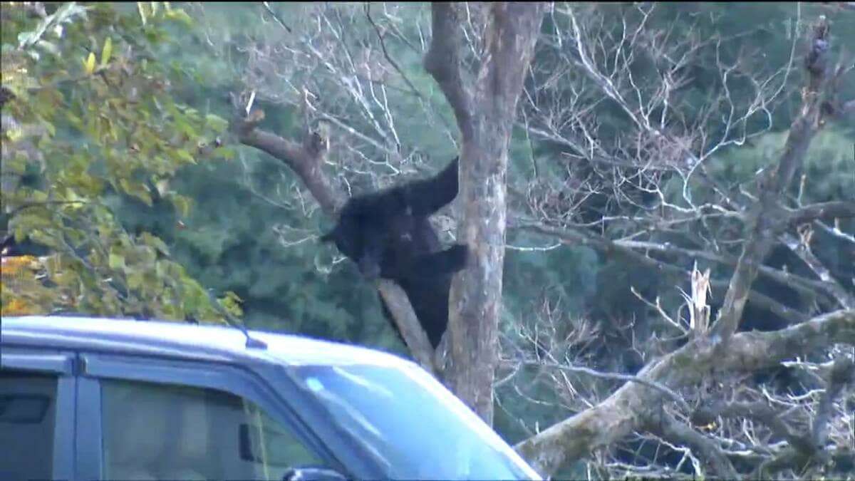 クマ捕獲の謝礼5000円…、実はイノシシより安かった クマ緊急対策で2万円に増額 75歳女性が死亡 別の女性も行方不明のまま　宮城・栗原市 | TBS NEWS DIG