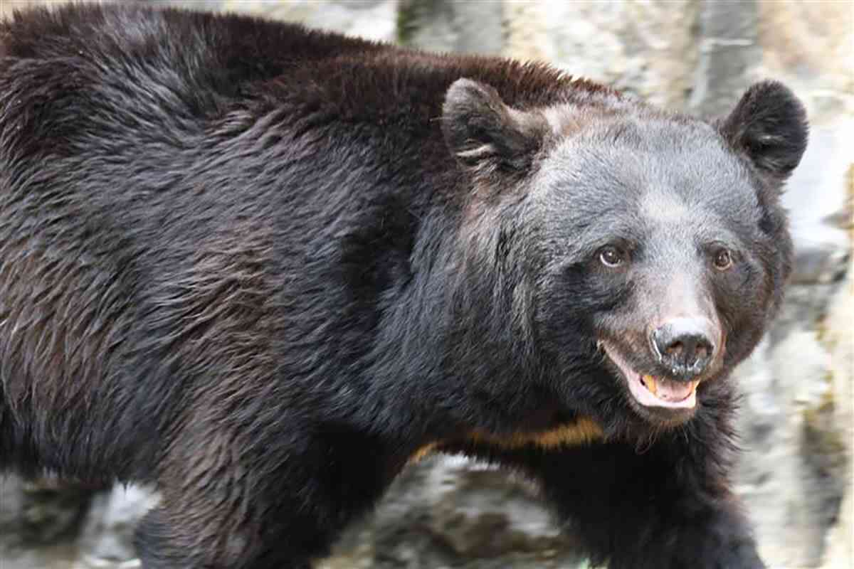 秋田にはいまも「クマを殺すとは何ごとか！」の声が殺到…“戒厳令”状態の県民を尻目に「動物愛護」クレームの不可解（デイリー新潮） - Yahoo!ニュース