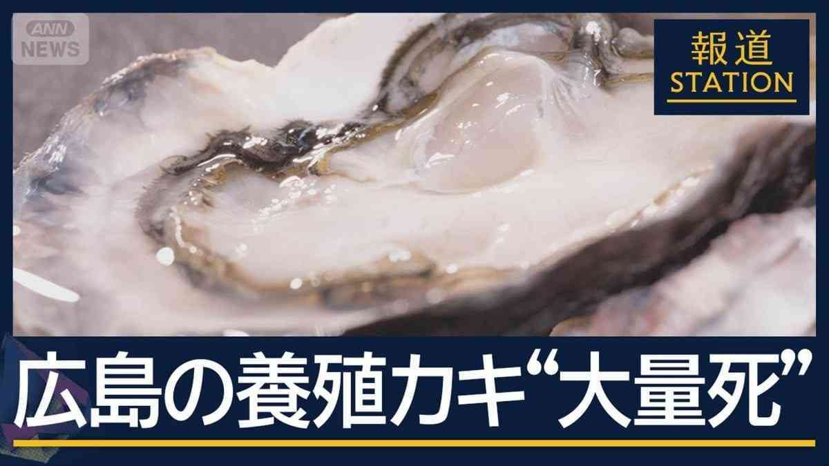 養殖カキが大量死…量不足でお歳暮出荷が絶望的に　原因は海水の温度と塩分濃度