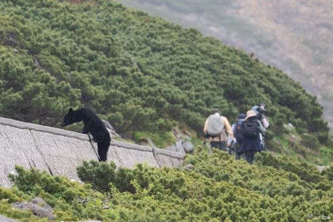 東京２３区でも「クマ鈴」が必要に!?：時事ドットコム