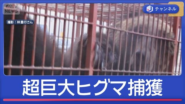 400kg級「とにかく太い」“過去1番”巨大ヒグマ捕獲（テレビ朝日系（ANN）） - Yahoo!ニュース