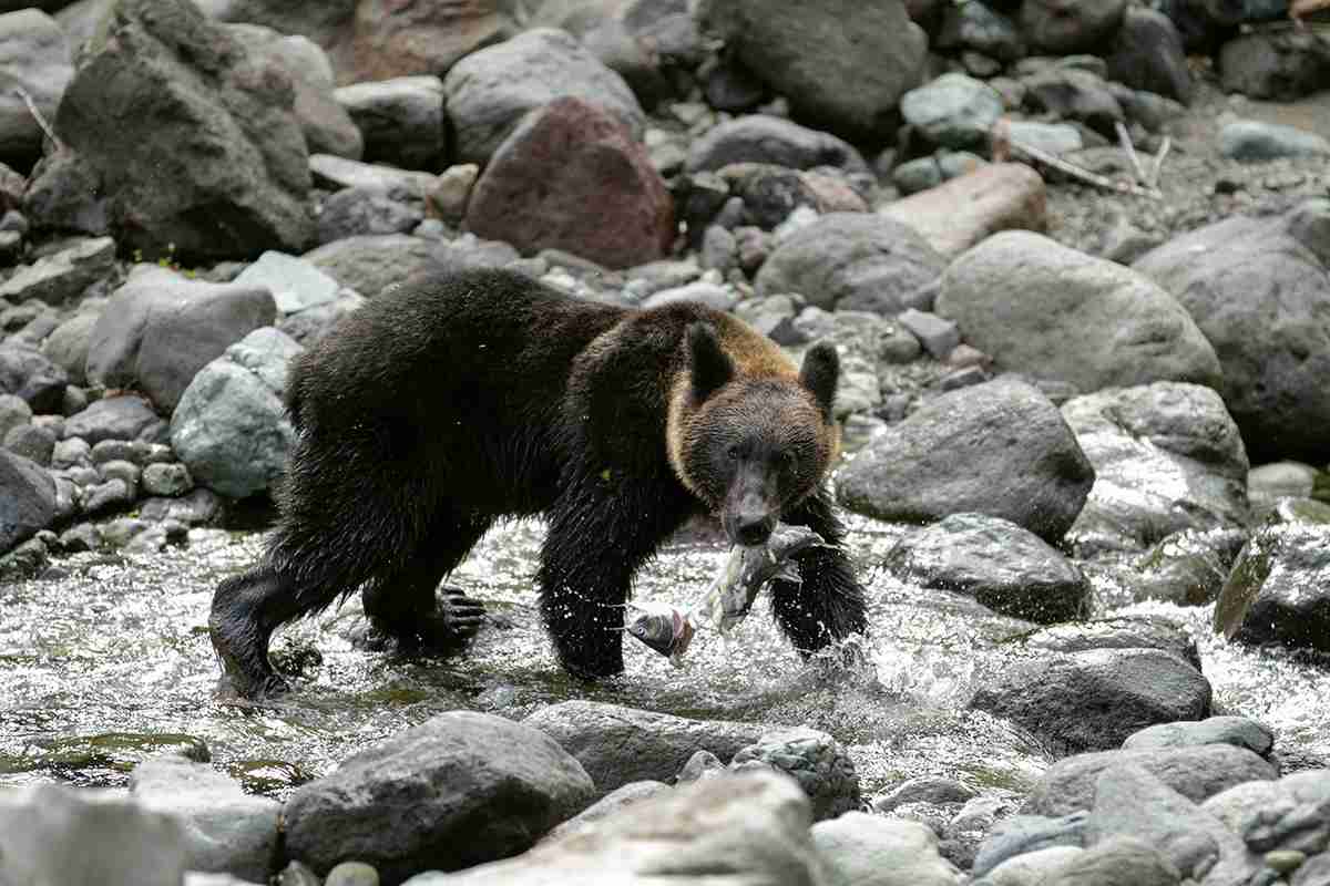 「箱わなで無差別に獲るなんて、クマの命を尊重しないやり方」北海道・知床で唱えられる“クマ保護”の主張　町によって価値観の違いも【揺れる現場ルポ】｜NEWSポストセブン