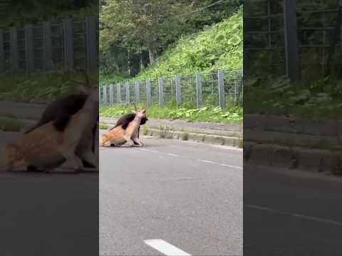 鹿さん?熊?に食べられる