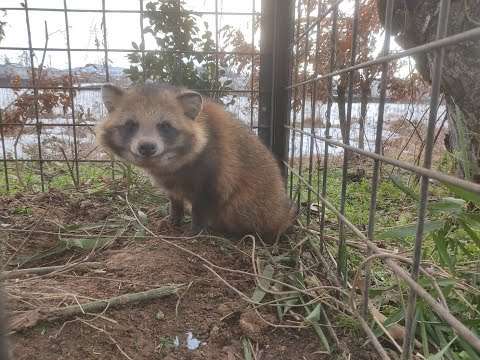 箱罠に居座るタヌキ_ただただカワイイタヌキの映像が流れるだけ