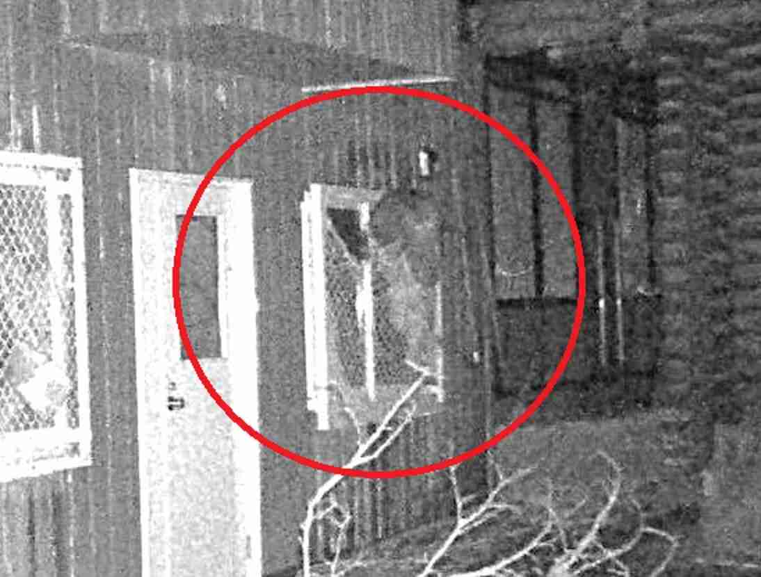 【ヒグマの写真あり】円山動物園『破壊した窓枠にしがみつくクマ』シマフクロウ用の「ヒヨコ・ホッケ」強奪か？エサの味覚えて