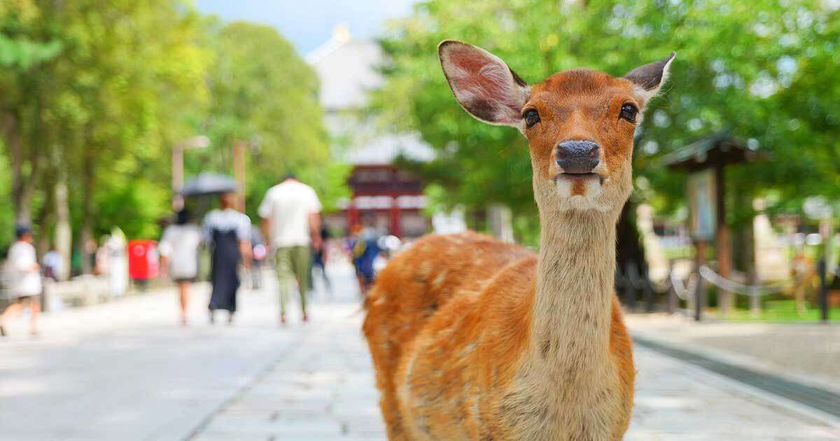 「異常な待遇」ネットで”立憲民主不要論”勃発…経済誌元編集長が国会議員の時給を試算「驚きの数字」奈良のシカ質疑15分で消えた衝撃の金額（みんかぶマガジン） - Yahoo!ニュース