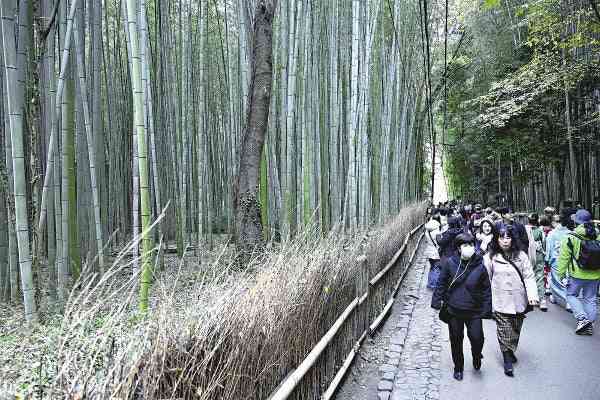 嵐山「竹林の小径」、落書き防止へ試験伐採…京都市「外国人向けの注意喚起の情報発信も準備を進めていく」