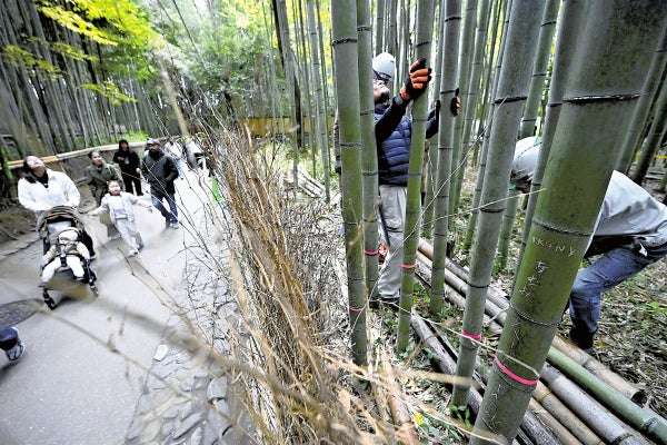 嵐山「竹林の小径」、落書き防止へ試験伐採…京都市「外国人向けの注意喚起の情報発信も準備を進めていく」