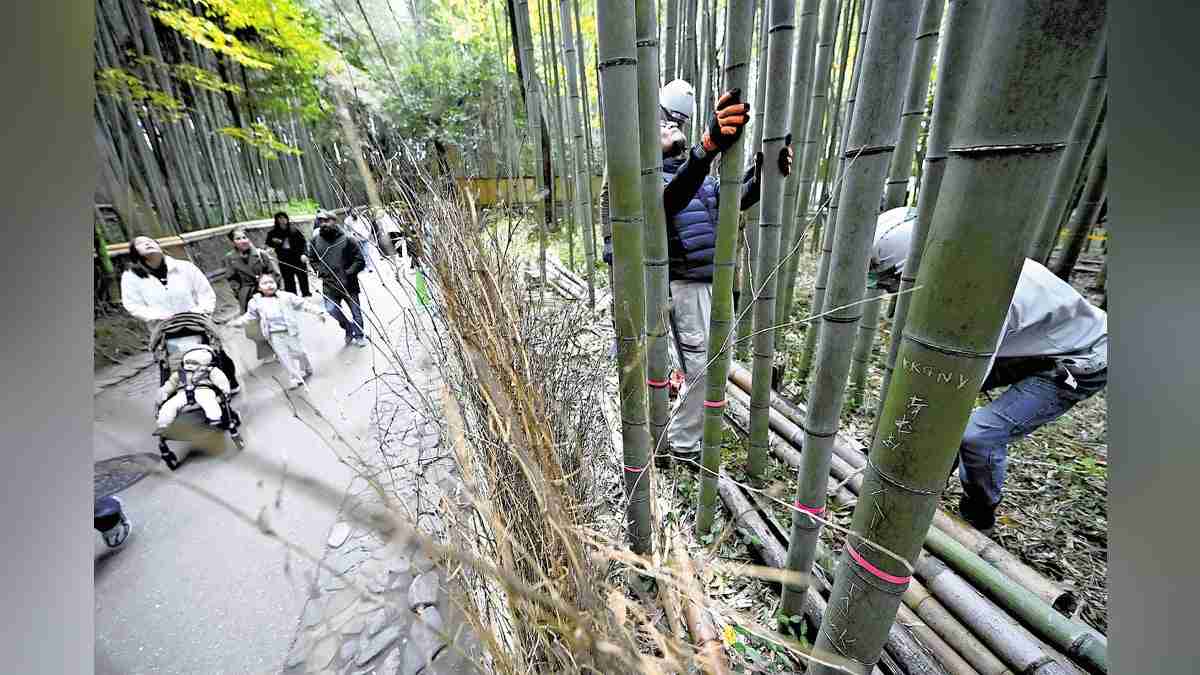 嵐山「竹林の小径」、落書き防止へ試験伐採…京都市「外国人向けの注意喚起の情報発信も準備を進めていく」：地域ニュース : 読売新聞