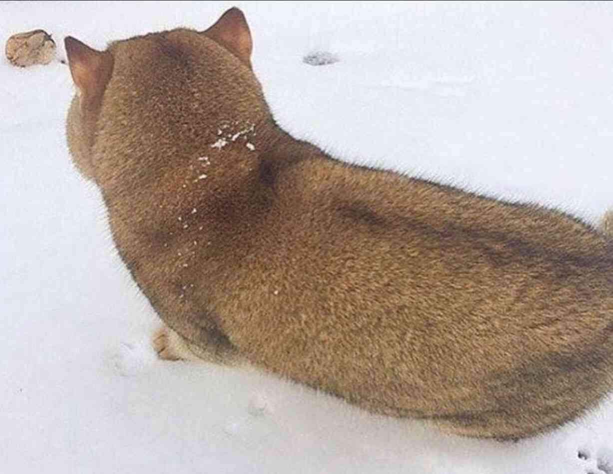 【画像】○○みたいな○○