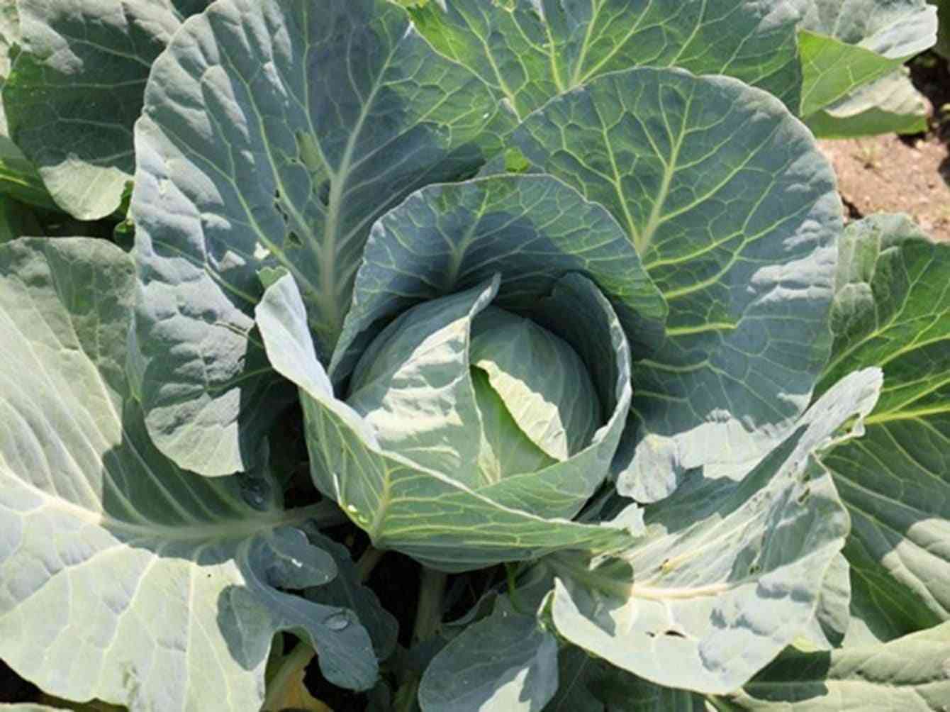 ｢キャベツ1玉500円｣は序章にすぎない…｢いままでが安すぎた｣国産野菜が