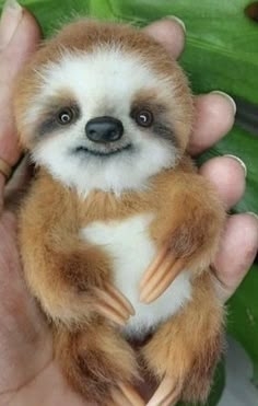 面白い顔の動物を貼るトピ