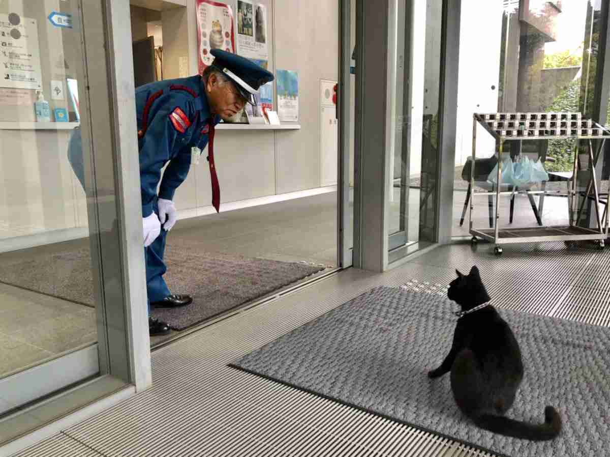 尾道市美術館に入りたい猫「ケンちゃん」の訃報に「ありがとう」の声…みなさんとケンちゃんの思い出や写真が集まる
