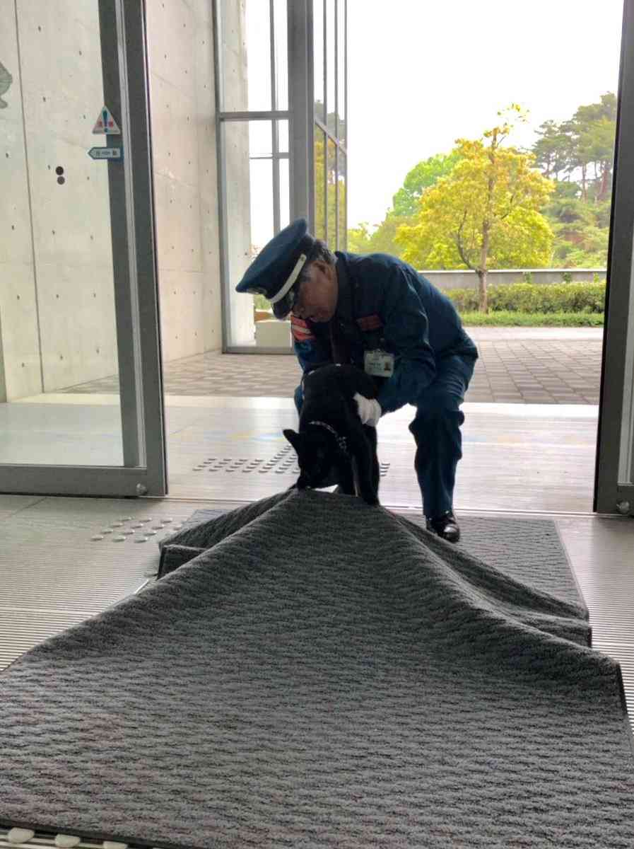 尾道市美術館に入りたい猫「ケンちゃん」の訃報に「ありがとう」の声…みなさんとケンちゃんの思い出や写真が集まる