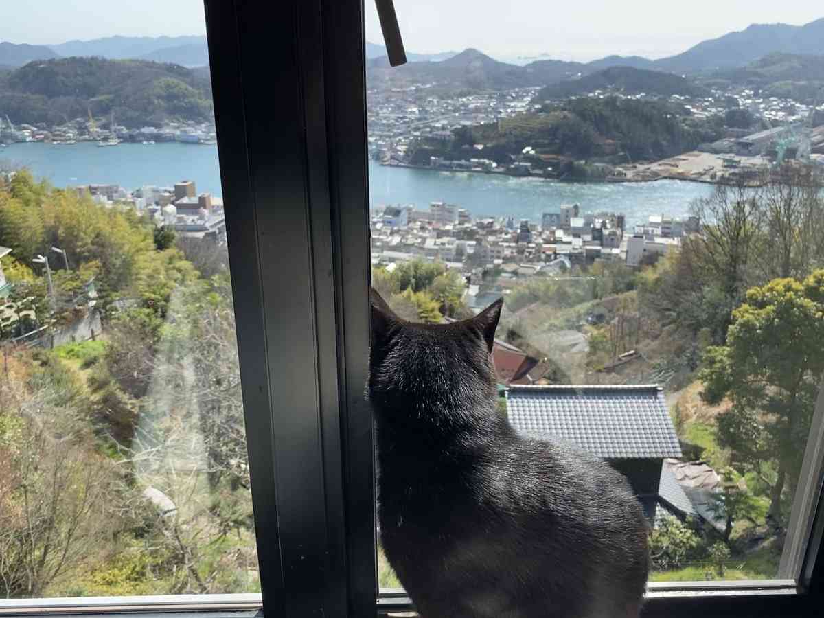 尾道市美術館に入りたい猫「ケンちゃん」の訃報に「ありがとう」の声…みなさんとケンちゃんの思い出や写真が集まる
