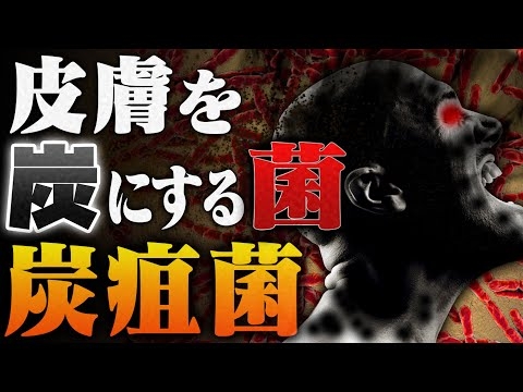 核兵器を超えた菌...炭疽菌に感染したらどうなる？
