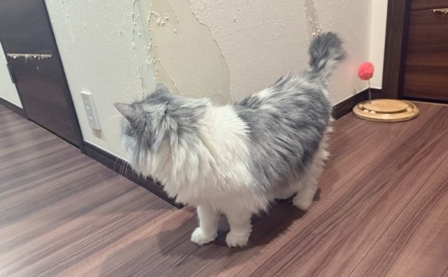 まふまふ、愛猫のせいで退去費用が200万円に 「またたくさん仕事できるの嬉しいなあ」