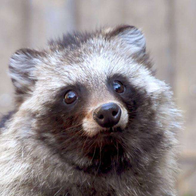 たぬき!狸!Tanuki!Part7