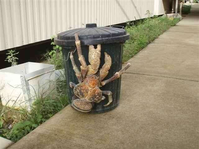 【閲覧注意】巨大生物を語るトピ