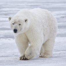 最強のホッキョクグマvsシャチ！どっちが強い！？ – 世界の超危険生物データベース