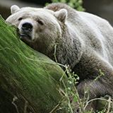 白クマの天敵は、シャチだと聞いたのですが、本当でしょうか？いくらシャチ... - Yahoo!知恵袋