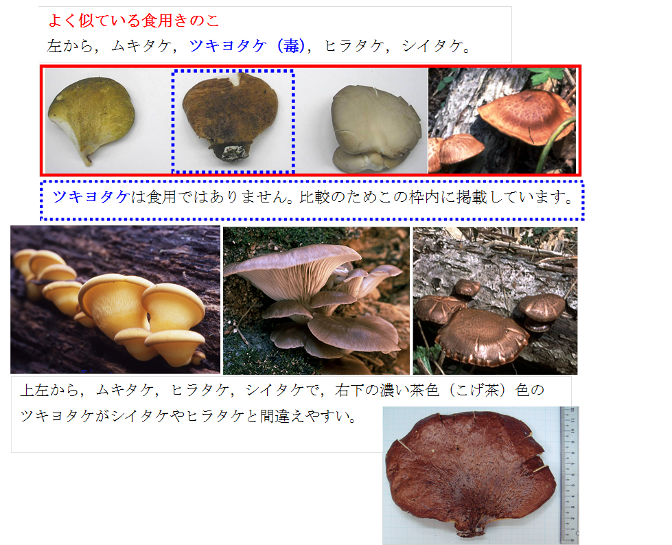 AI判定は「シイタケ」食べたら毒キノコ、和歌山市の男性が食中毒に