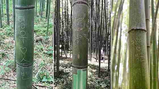 嵐山「竹林の小径」、落書き防止へ試験伐採…京都市「外国人向けの注意喚起の情報発信も準備を進めていく」
