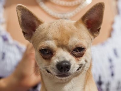 面白い顔の動物を貼るトピ