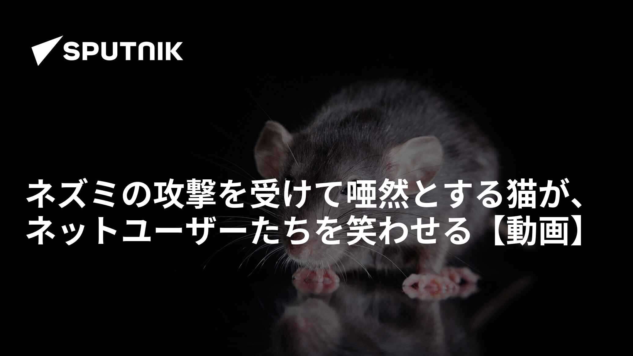 ネズミの攻撃を受けて唖然とする猫が、ネットユーザーたちを笑わせる【動画】 - 2019年10月8日, Sputnik 日本