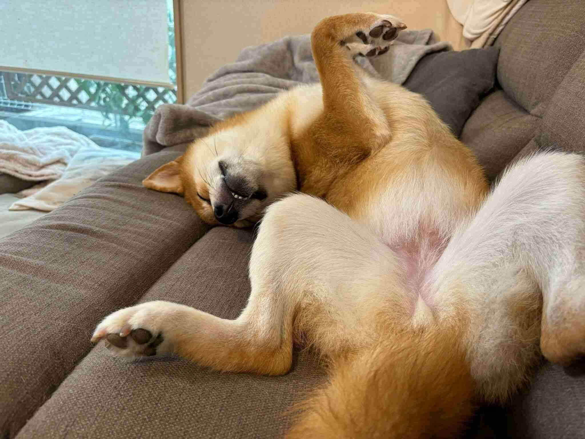ソファでお腹を出して爆睡! たくさん遊んだ日に「大胆ポーズ」で眠る柴犬の心理|獣医師解説