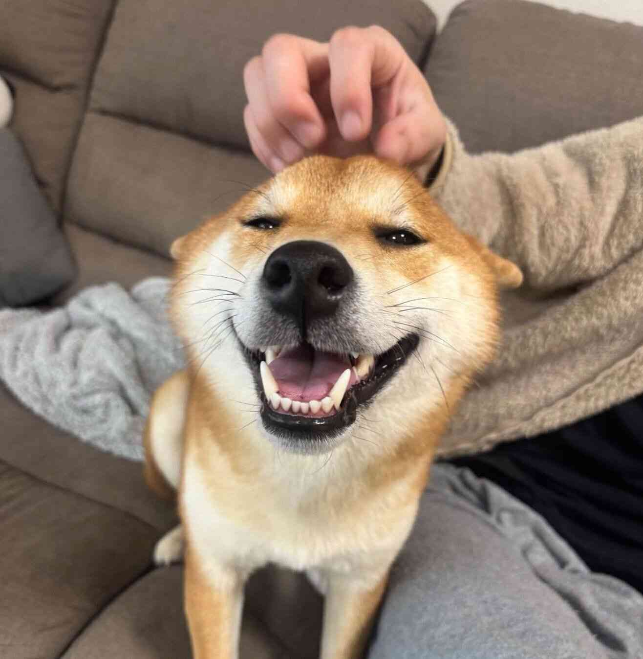 ソファでお腹を出して爆睡! たくさん遊んだ日に「大胆ポーズ」で眠る柴犬の心理|獣医師解説
