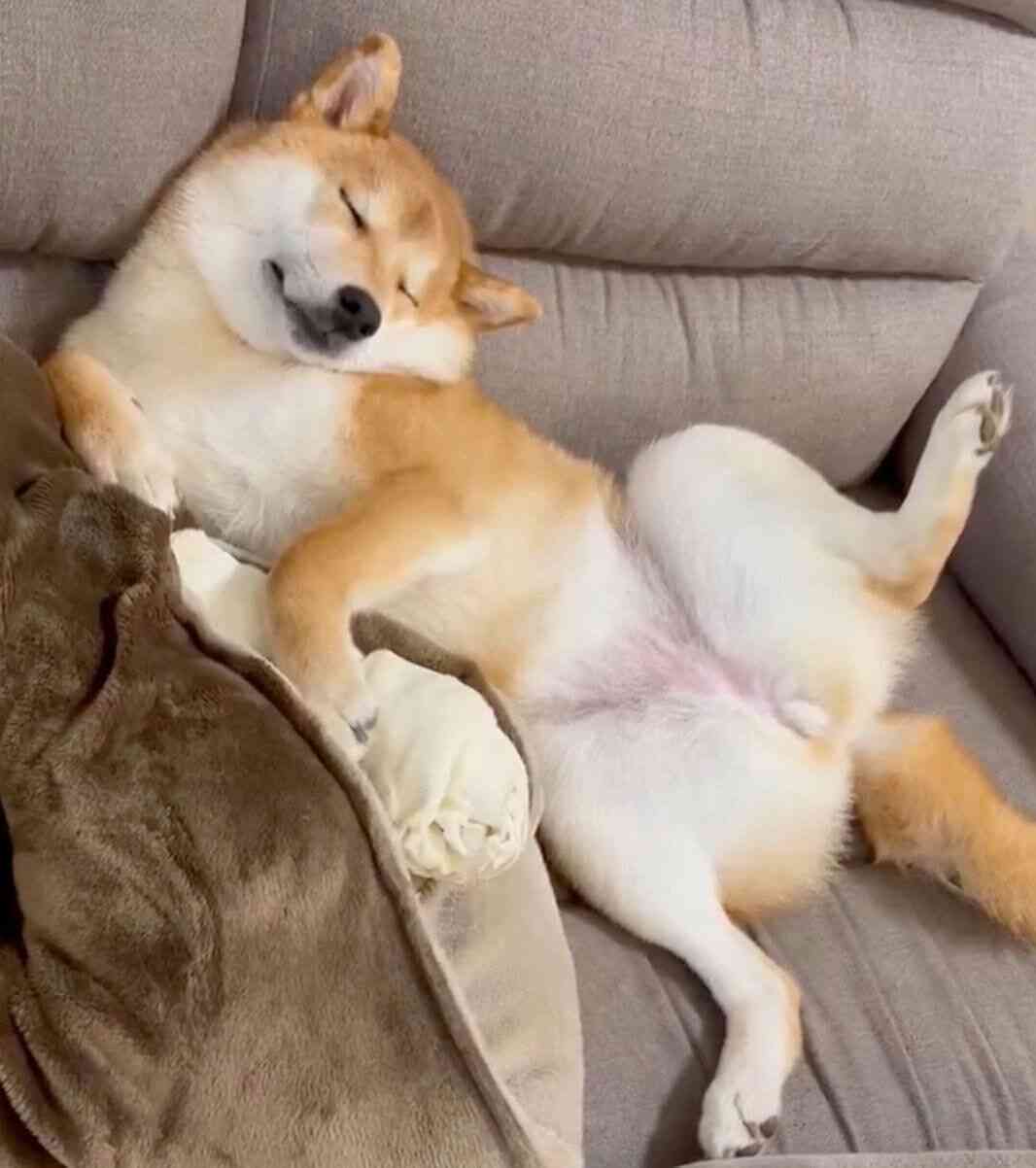 ソファでお腹を出して爆睡！ たくさん遊んだ日に「大胆ポーズ」で眠る柴犬の心理｜獣医師解説