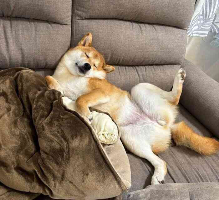 ソファでお腹を出して爆睡！ たくさん遊んだ日に「大胆ポーズ」で眠る柴犬の心理｜獣医師解説（いぬのきもち WEB MAGAZINE） - Yahoo!ニュース
