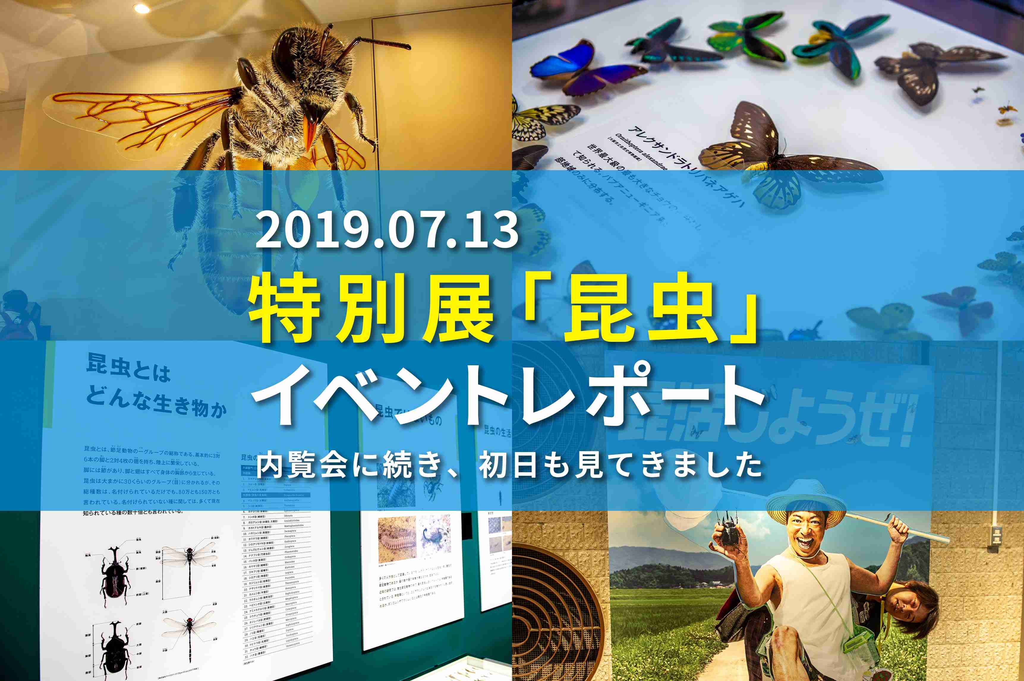 特別展「昆虫」2019大阪の初日レポート！展示内容からグッズや図録の紹介まで｜昆虫写真図鑑 ムシミル