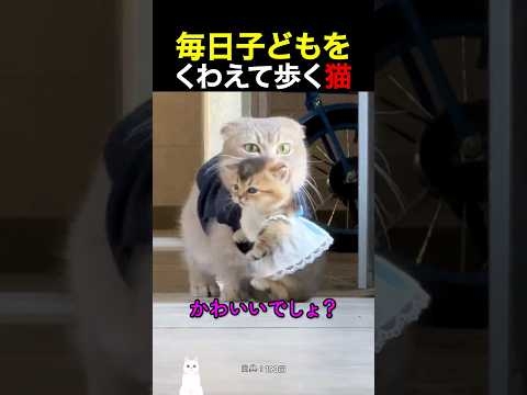 毎日子どもをくわえて歩く猫