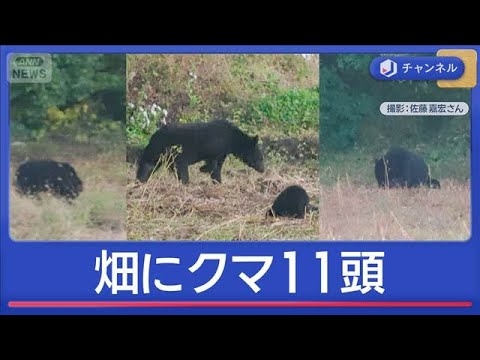クマ出没全国に…有名観光地にも　各地で厳戒態勢【スーパーJチャンネル】(2025年11月5日)