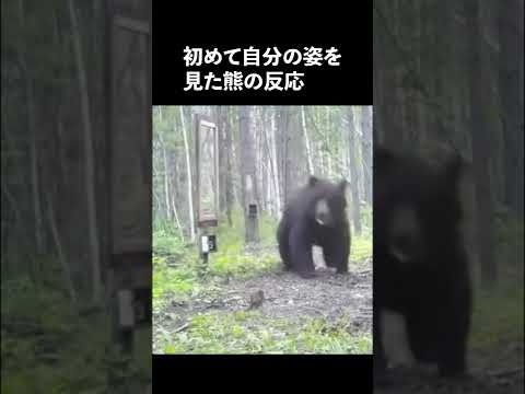 初めて自分の姿を見た熊の反応