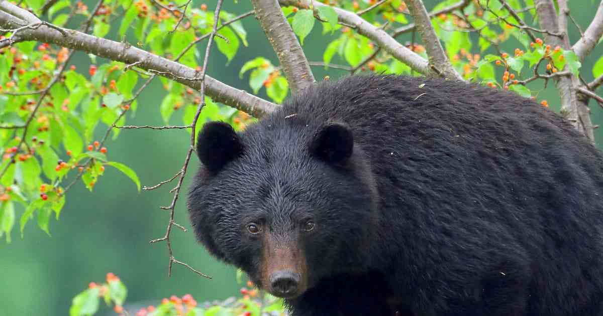 「これから５年で倍増する」の衝撃…専門家が語るクマ被害「全国で８万頭＆人間の味を学習」の悪夢 | FRIDAYデジタル