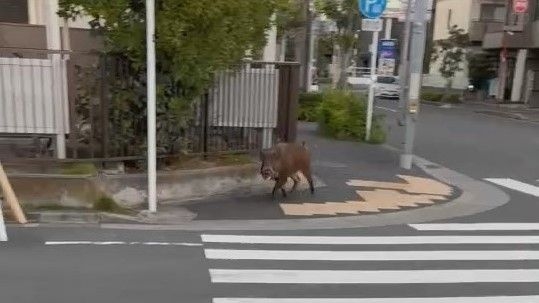 【動画】東京・江戸川区でイノシシの目撃相次ぐ　けさ東葛西などで通報9件ほど　現在は行方分からず区は注意呼びかけ（2025年11月4日掲載）｜日テレNEWS NNN