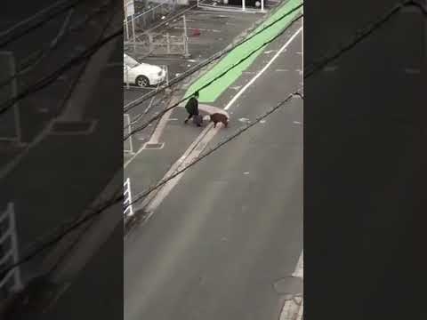 イノシシがサラリーマンに突進動画 今宿駅で撮影 男性が宙を舞い転倒(動物愛誤)(製造車禍.傷人)(農業損害)(經濟損害)(アニマルホーダー)(豚コレラ.豚熱.豬瘟)(トキソプラズマ)