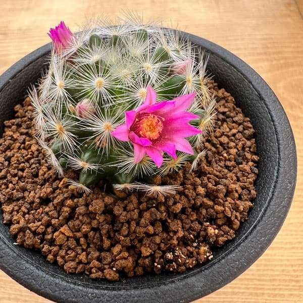 素朴で可憐な花