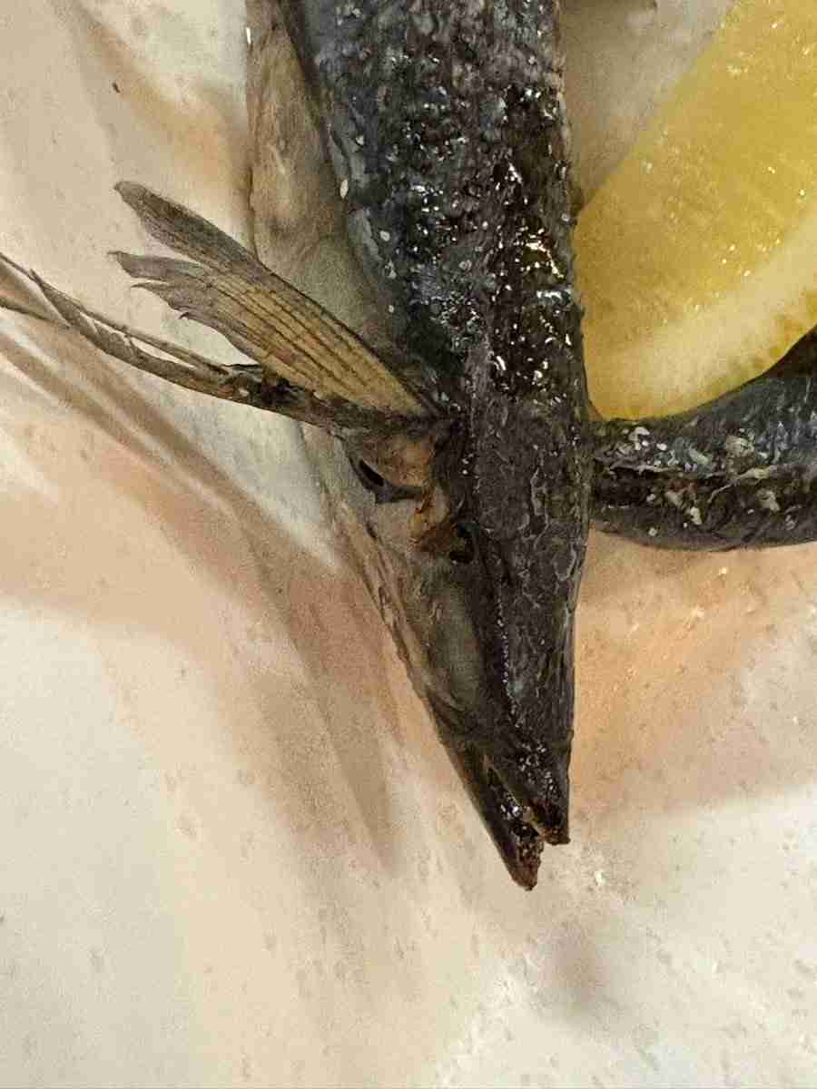 『これほど食欲なくなるサンマの出し方ある？』→真っ直ぐなサンマがいいな…となるがこの焼き方にはちゃんと理由があるらしい
