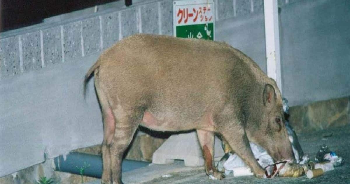 兵庫のイノシシ被害が全国最多、餌やりの罪（4/4ページ） - 産経ニュース