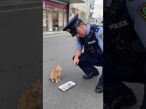 にゃーで切り抜ける天才。／The Cat Who Answers Every Question with Meow.