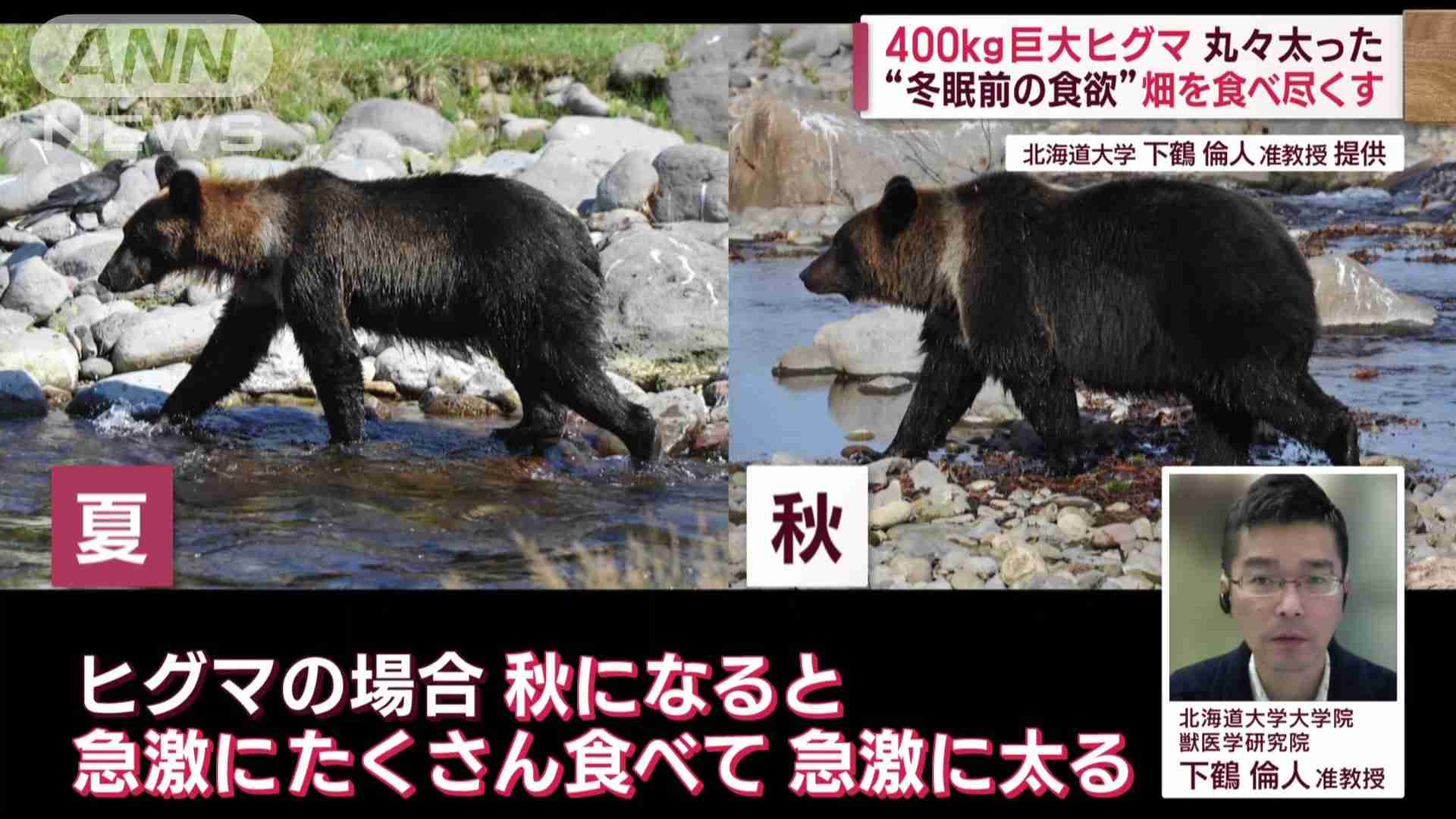 ラーメンの仕込み中にクマに襲われ男性けが 「やられて、投げ返した」 男性は反撃しクマ逃げる 国道沿いの店舗敷地内に出没 青森県三戸町